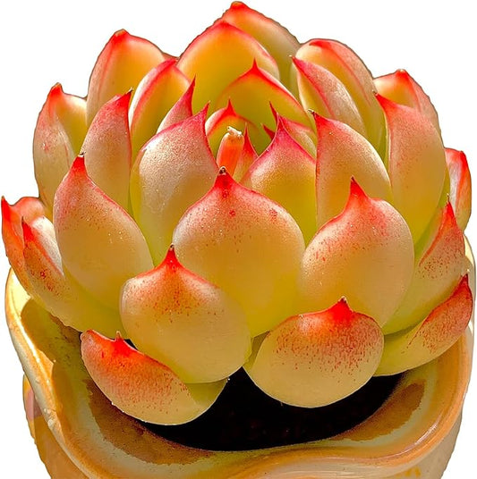FWPP,Succulents Plants Live Echeveria Soul Fairy, Rare Pink 1 Head 2.5" Live Plant, Bare Root Without Pot Soil,Live Plants Indoor Wedding Party Baby Shower Decoration, Friend Plant Lovers Gifts
