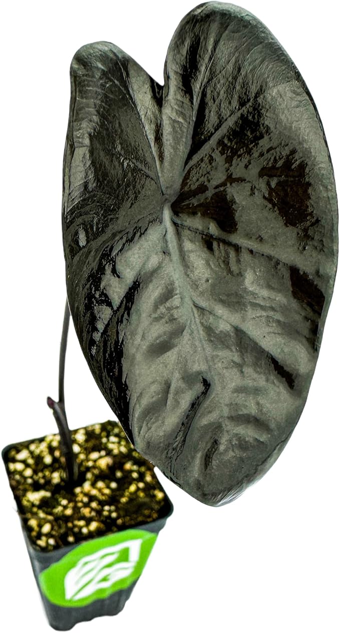 Painted Black Elephant Ear Live Plant - Colocasia - Wellspring Gardens Starter Plant, Dark Black Leaves with Maroon to Gray Undersides, Thrives in Part Shade to Full Sun, Ideal for Gardens and Indoor