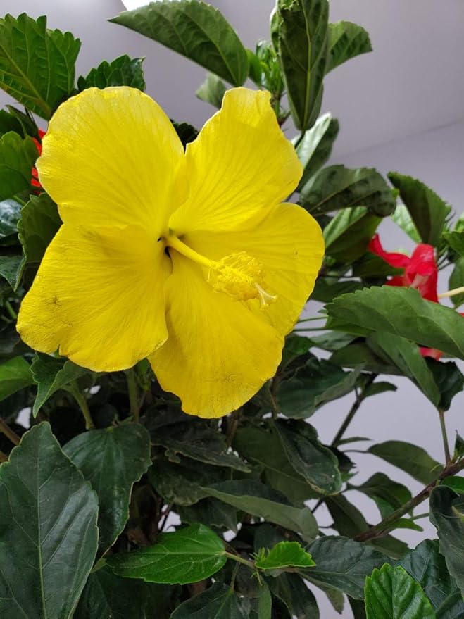 Braided Hibiscus Tree - Mixed (3 to 4 Flower Colors) - Overall Height 36" to 42" - Tropical Plants of Florida