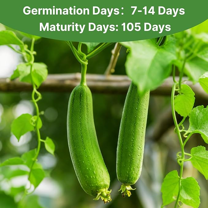 Luffa Gourd Seeds, 40 Non-GMO Heirloom Vegetable Seed, Planting for Outdoor Garden