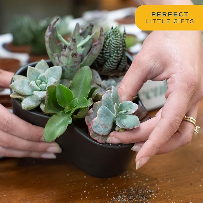 Costa Farms Mini Succulent Live Plants in Plastic Pots, Easy to Maintain Indoor Succulents, Houseplants for Home, Room, or Office Decor, House Warming or Party Favors, 2-3.5 Inches Tall, Pack of 12