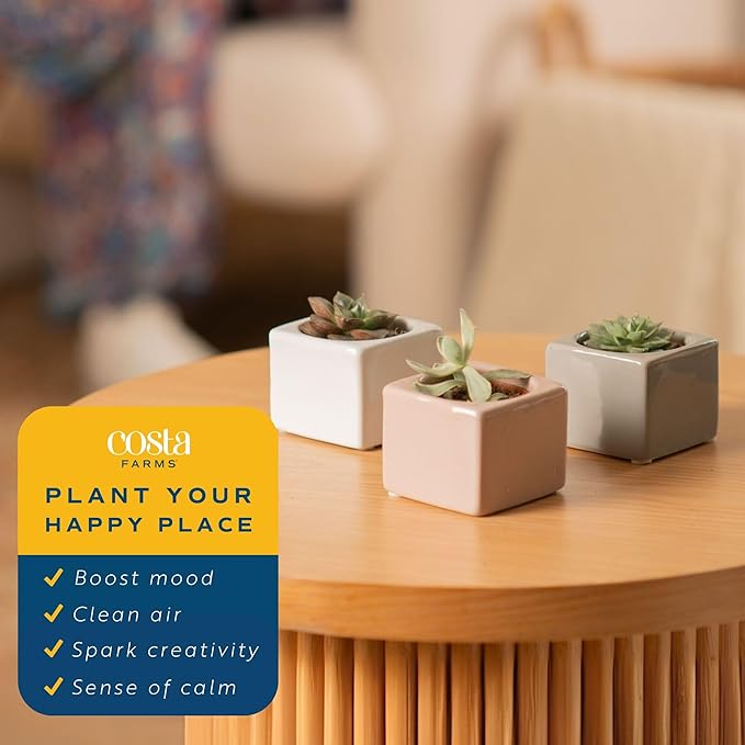 Costa Farms Mini Succulent Live Plants in Cute Pots, Easy to Maintain Indoor Succulents, Houseplants for Home or Office Decor, House Warming or Birthday Gift, 2-3.5 Inches Tall, Pack of 3