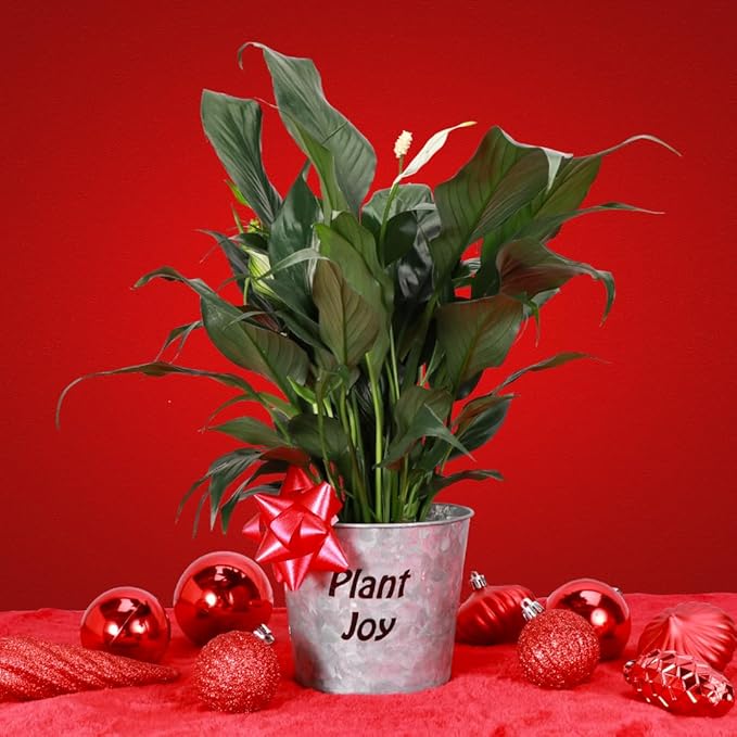 Thorsen's Greenhouse Live Peace Lily Plant, Spathyphylum, Low Light, Natural Air Purifier Live Indoor Plant, 4-6" Diameter Pot (Plant Joy, 4-inch Pot)