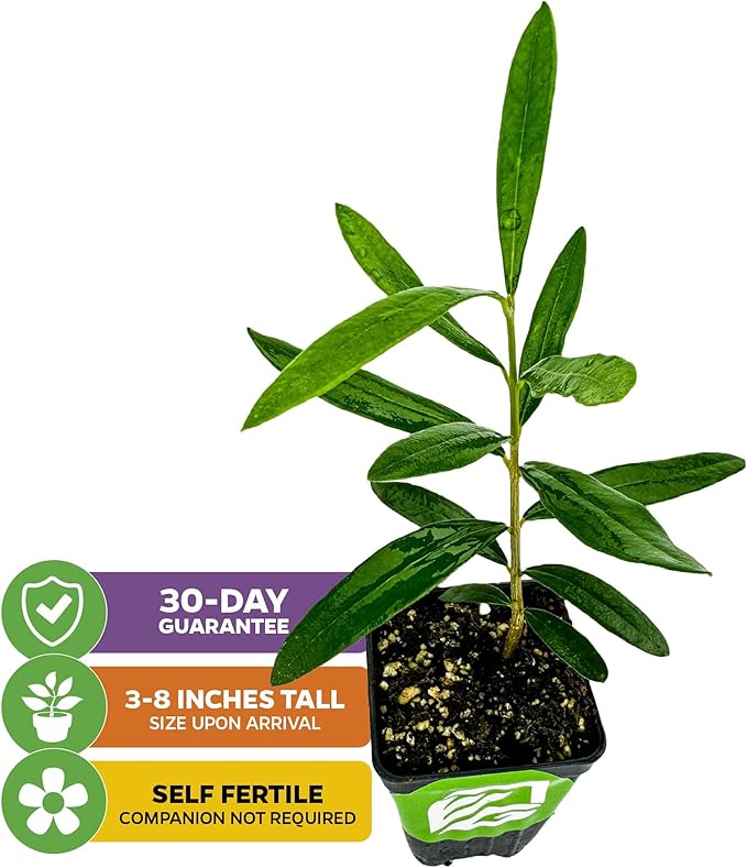 Coratina Olive Tree - Olea Europaea by Wellspring Gardens - Italian Olive, Cross-Pollination, Drought-Resistant, Gourmet Cooking Ingredient, Landscape Ornamental - Starter Plant