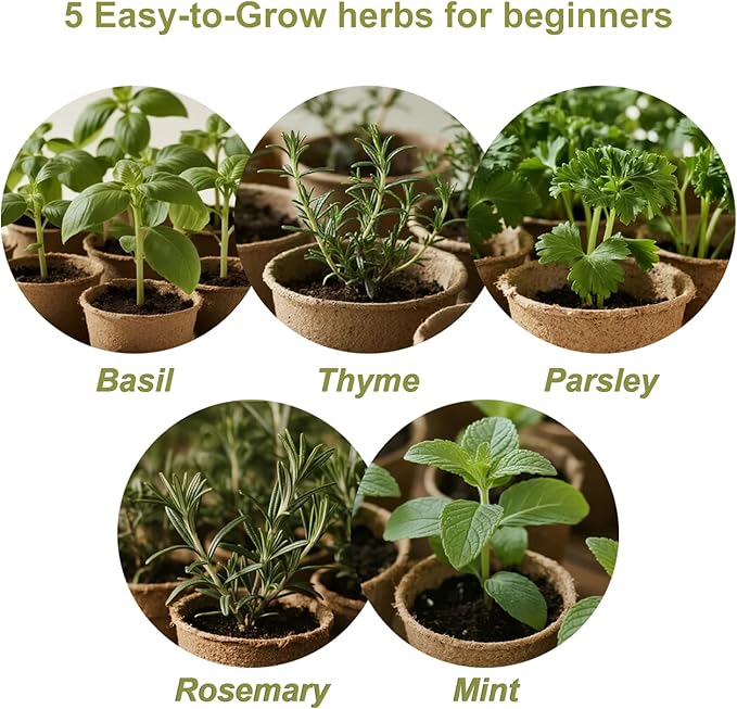 5 Herb Garden Kit with Wooden Box - Including Basil, Thyme, Parsley, Rosemary, Mint, Window Herb Garden for Kitchen, Gardening Gifts for Mom Women, Men, Gift Ideas for Christmas, Housewarming