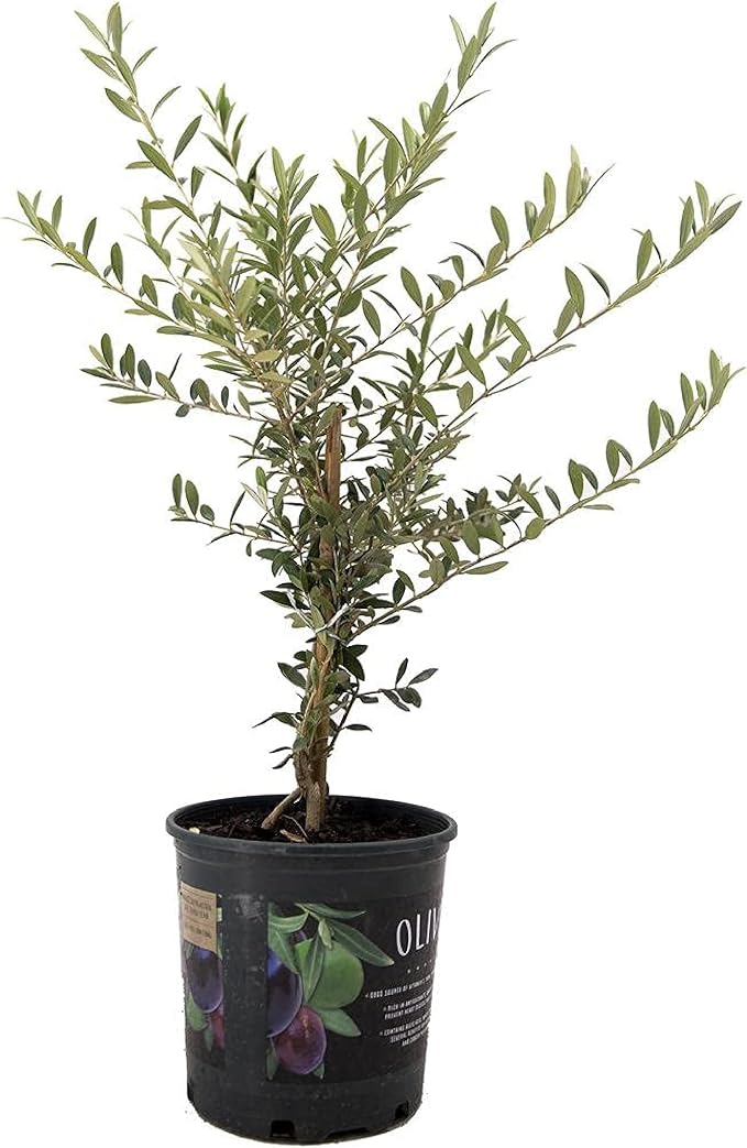 American Plant Exchange Arbequina Olive Tree – Live 7.5-Inch Pot, Fruit Bearing Tree, Cold Hardy Edible Variety for Containers, Patios, and Mediterranean-Inspired Gardens