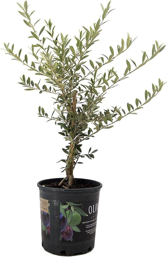 American Plant Exchange Arbequina Olive Tree – Live 7.5-Inch Pot, Fruit Bearing Tree, Cold Hardy Edible Variety for Containers, Patios, and Mediterranean-Inspired Gardens