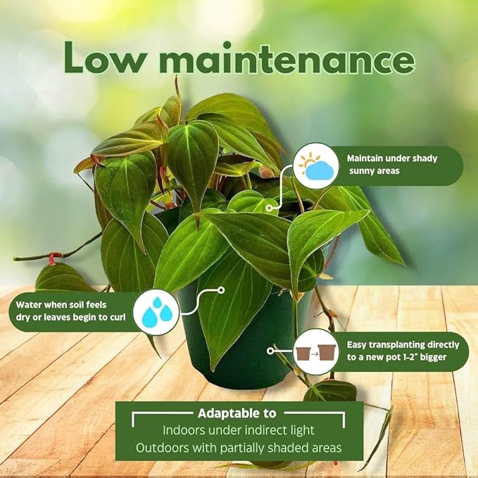 BubbleBlooms Philodendron Micans Hederaceum in a 4 inch Pot Heart-Leaf Philo, Sweetheart Plant