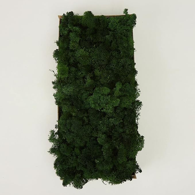 Preserved Reindeer Moss Natural Green DIY Kit Gardenning Art Wall Decor Florist Decor Easter Table Decor Wedding