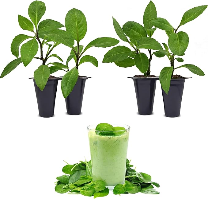Longevity Spinach Plant (4 Pack) | Real Live Vegetable Plant for Sale | Nutrient-Rich Superfood | Easy to Grow Live Plant for Home Gardens, Organic Landscaping, and Indoor or Outdoor Planting