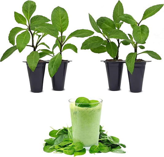 Longevity Spinach Plant (4 Pack) | Real Live Vegetable Plant for Sale | Nutrient-Rich Superfood | Easy to Grow Live Plant for Home Gardens, Organic Landscaping, and Indoor or Outdoor Planting