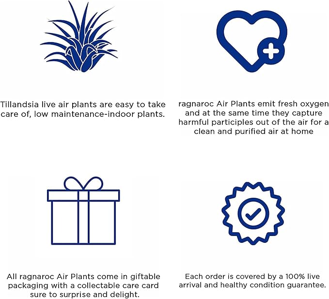 Air Plants - Tillandsia Seleriana, Large 4-6" - 5ct - Live Arrival Guaranteed - House Plants for Home Decor & Gift