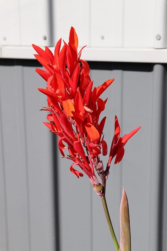 Beautiful Large Red Canna, Robert Kemp Canna Lily Fresh Top Size Bulb/Plant/Rhizome