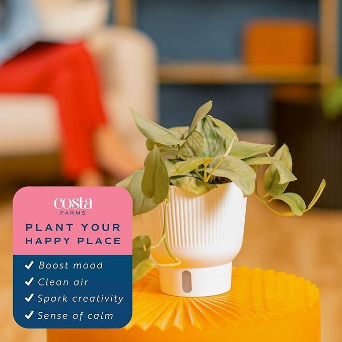 Costa Farms Scindapsus Platinum Java Live Plant in Self Watering Pot, Indoor Houseplant, Perfect for Home, Room, or Office Decor, Great House Warming or Birthday Gift, 9-12 Inches Tall