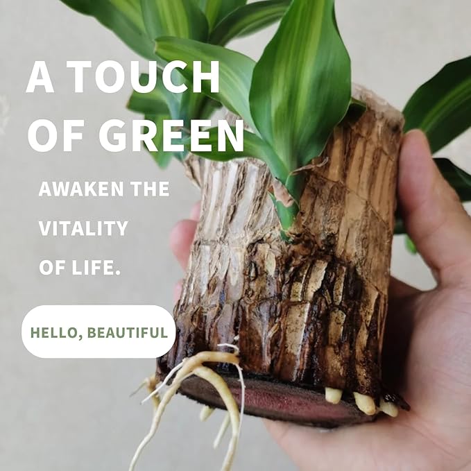 Brazilian Lucky Tree Plants, Bamboo and Trays, Small Plant desks, Good Luck Offices, Kitchens, Living Rooms, Home Decorations, Brazilian Lucky Tree