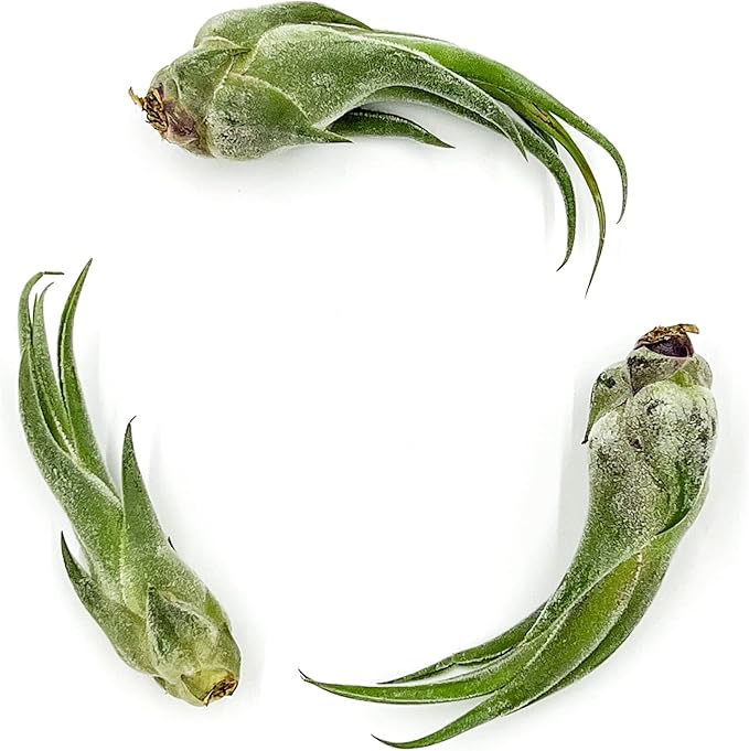 Air Plants - Tillandsia Seleriana, Large 4-6" - 3ct - Live Arrival Guaranteed - House Plants for Home Decor & Gift