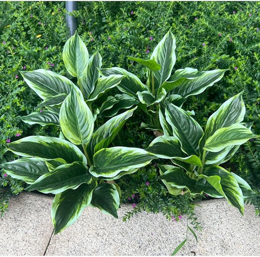4 Bushes Perennial Hosta Artificial Variegated Green Leave Plant 15.7" Faux Dieffenbachia Tropical Plant Outdoor Shrubs Indoor Yard Decor