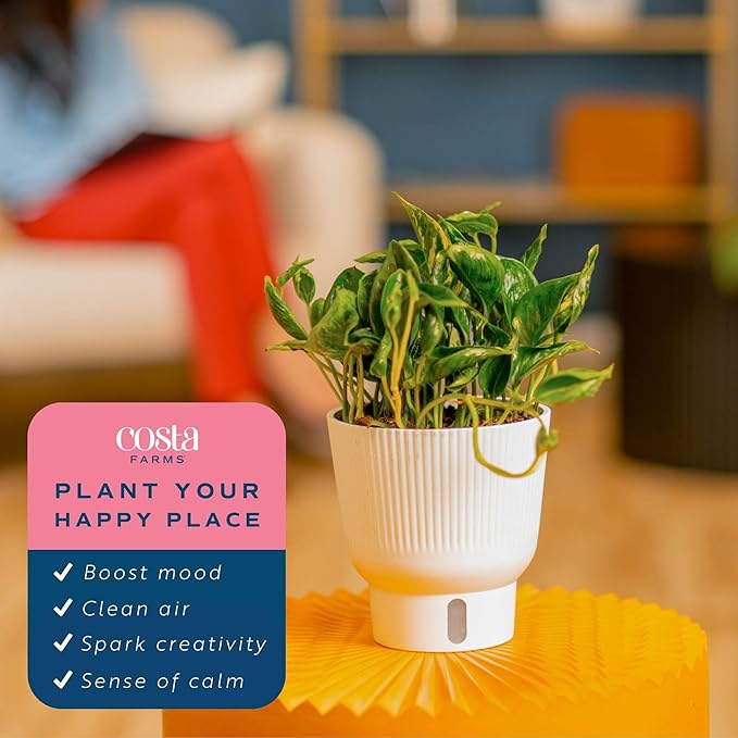 Costa Farms Shangri-La Pothos Live Plant in Self Watering Pot, Air Purifying Indoor Houseplant, Perfect for Home, Room, or Office Decor, Great House Warming or Birthday Gift, 12-22 Inches Tall