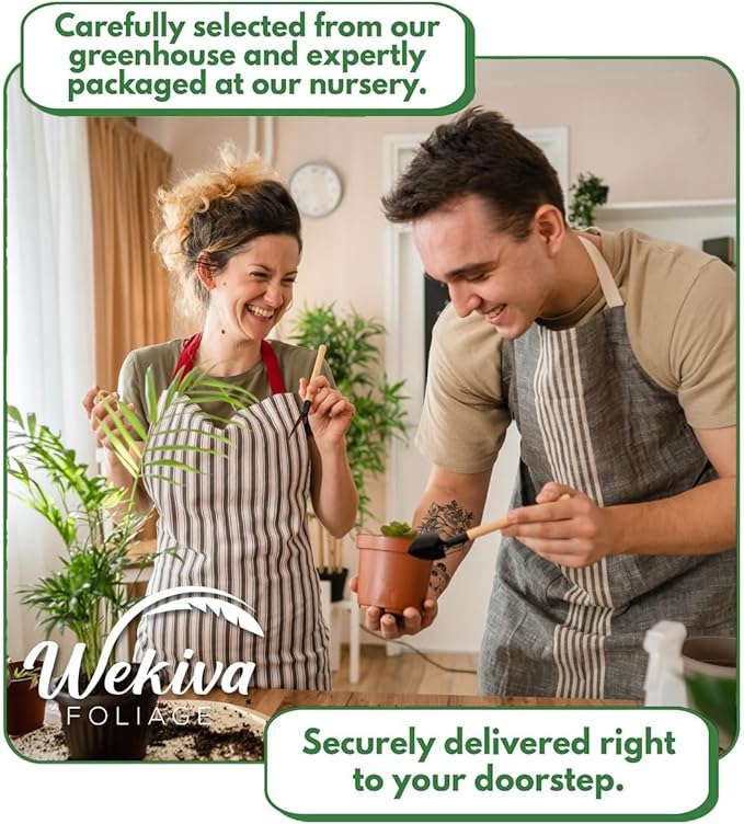 Willie Avocado Tree - Grafted - Live Plant in a 3 Gallon Growers Pot - Persea Americana - Beautiful Edible Fruit Bearing Tree for Patio and Garden