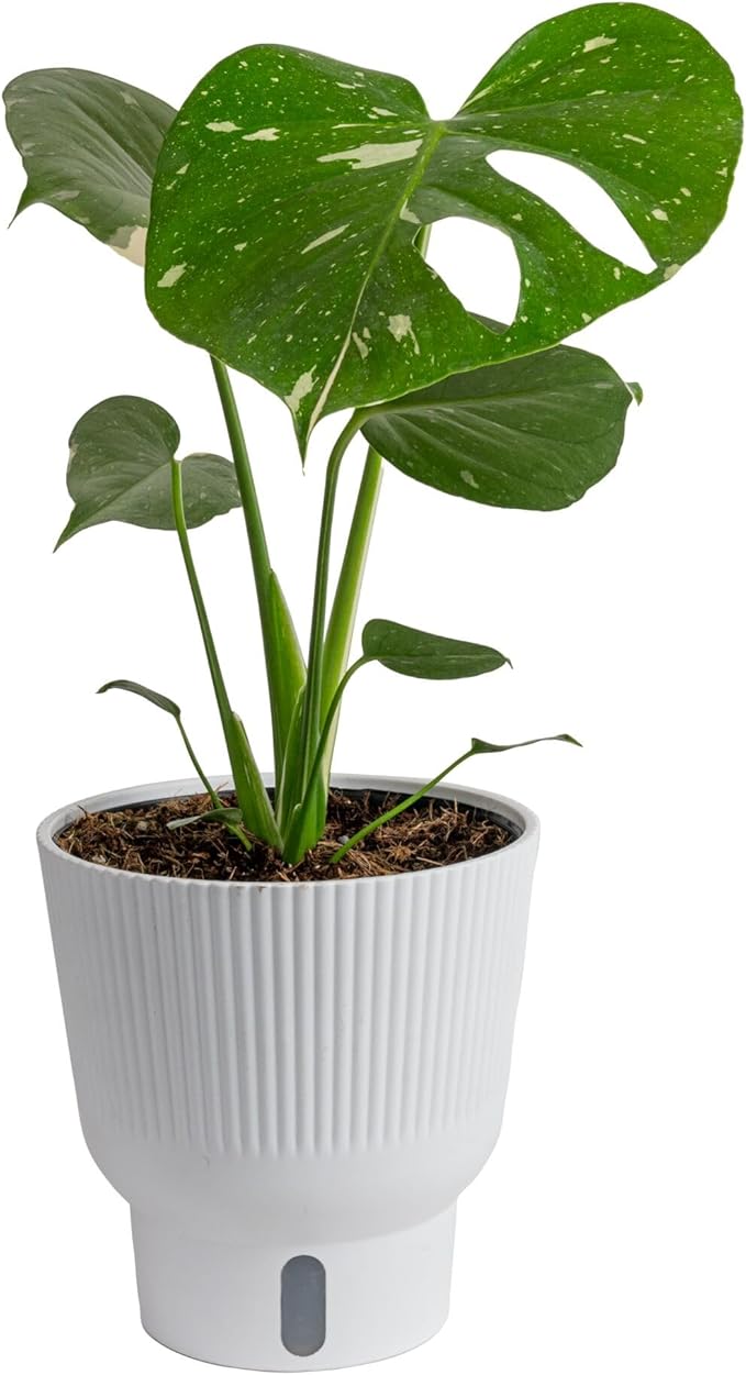 Costa Farms Thai Constellation, Variegated Monstera Live Plant in Self Watering Pot, Indoor Houseplant, Home, Room, or Office Decor, House Warming or Birthday Gift, 12-18 Inches Tall