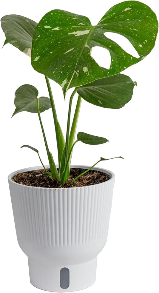 Costa Farms Thai Constellation, Variegated Monstera Live Plant in Self Watering Pot, Indoor Houseplant, Home, Room, or Office Decor, House Warming or Birthday Gift, 12-18 Inches Tall