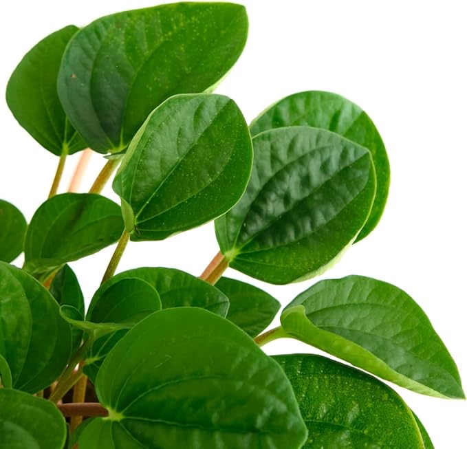 Shop Succulents Peperomia Rana Verde, Live Indoor Plant, Low Maintenance Compact Houseplant with Vibrant Green Leaves, Ideal for Home Decor, Office, and Room Enhancement, 6 Inch Nursery Pot