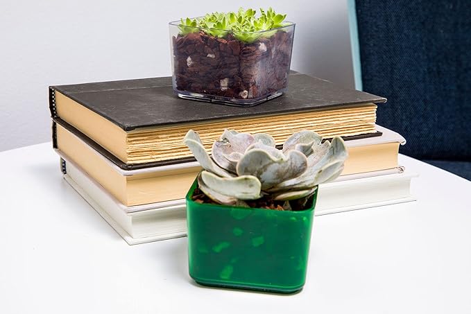 Cactus & Succulent Starter Kit