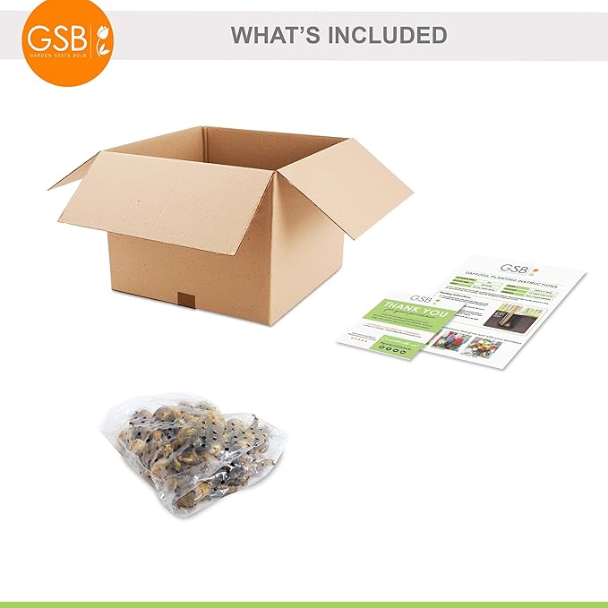 Garden State Bulb Narcissus Rock Garden Mix Daffodil Flower Bulbs, 12/14cm, Fall Planting (Bag of 25)