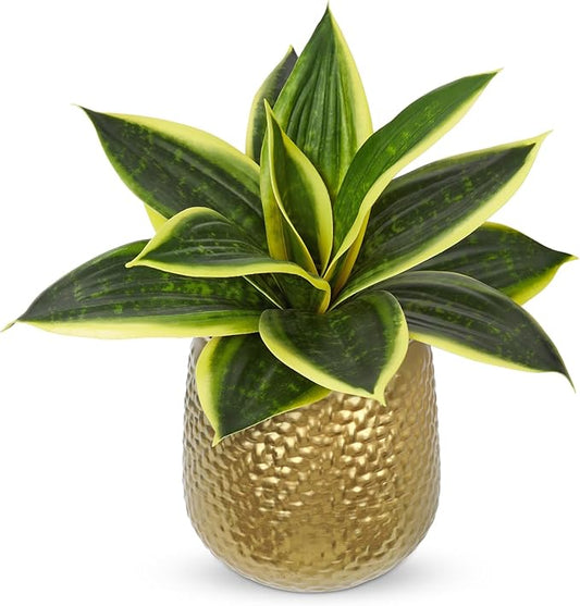 Hollyone Artificial Snake Plants 9" Faux Agave Succulent Plant Potted in Gold Metal Pot Fake Sansevieria Aloe Tropical Plant for Desk Modern Office Home Bathroom Indoor Outdoor Decor