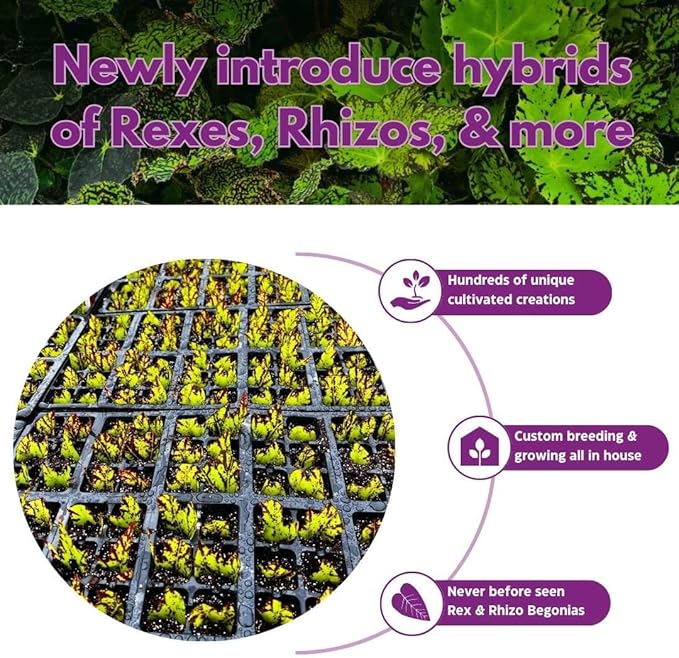 Episcia Pink Smoke Rare Variegated Flame Violet Flowering Gesneriad