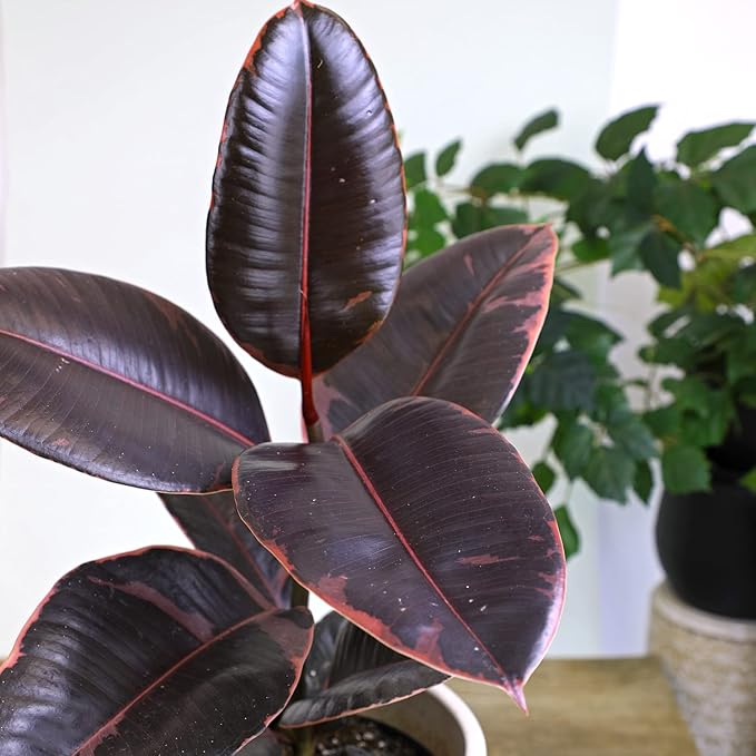 Variegated Ficus 'Ruby' Rubber Plant in 6" Grower Pot, Real Houseplants for Home or Office, Easy to Grow Live Houseplants by Plants for Pets