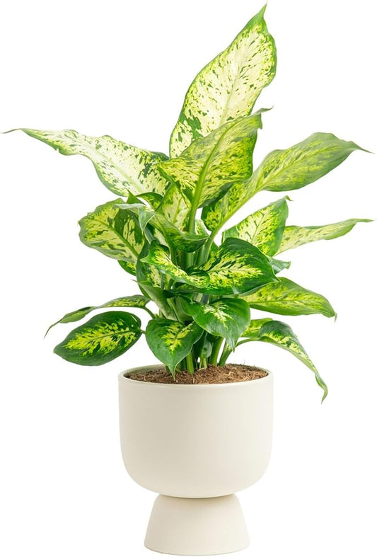 Costa Farms Dieffenbachia, Dumb Cane Live Plant in Decorative Pot, Easy to Maintain Indoor Houseplant, Perfect for Home, Room, or Office Decor, Great House Warming or Birthday Gift, 12-18 Inches Tall