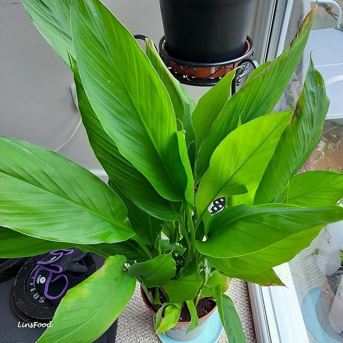 Live Red Turmeric Plants (Curcuma Longa) - Healthy Rhizome and Plant for Home Gardening & Medicinal Use (2 red Turmeric Cups)