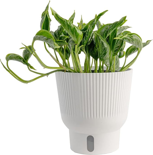 Costa Farms Shangri-La Pothos Live Plant in Self Watering Pot, Air Purifying Indoor Houseplant, Perfect for Home, Room, or Office Decor, Great House Warming or Birthday Gift, 12-22 Inches Tall