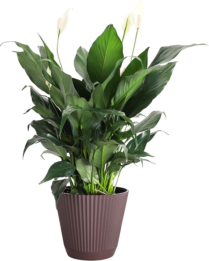 Thorsen's Greenhouse Live Peace Lily Plant, Spathyphylum, Low Light, Easy to Grow, Natural Air Purifier Live Indoor Plant, 4-6" Diameter Pot (Chocolate, 6-inch Pot)