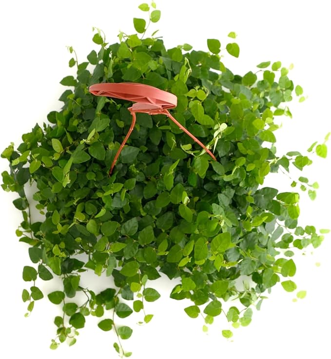 Shop Succulents Ficus Repens Creeping Fig, Live Indoor Plant, Low Maintenance Trailing Houseplant, Ideal for Home Decor, Office, and Room Enhancement, 6 Inch Nursery Pot