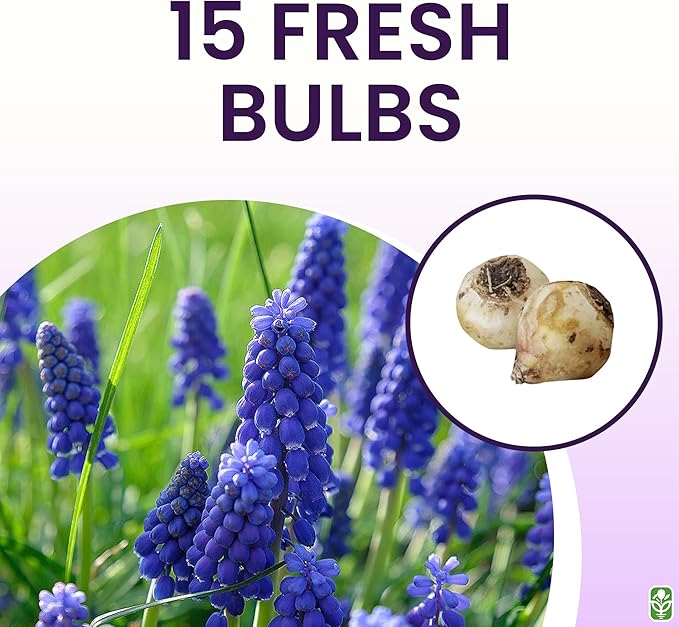 Grape Hyacinth Bulbs - 15 Muscari Armeniacum Bulbs for Planting - Grows 6-8" Tall - Flower Bulbs for Spring Planting - Indoor Forcing