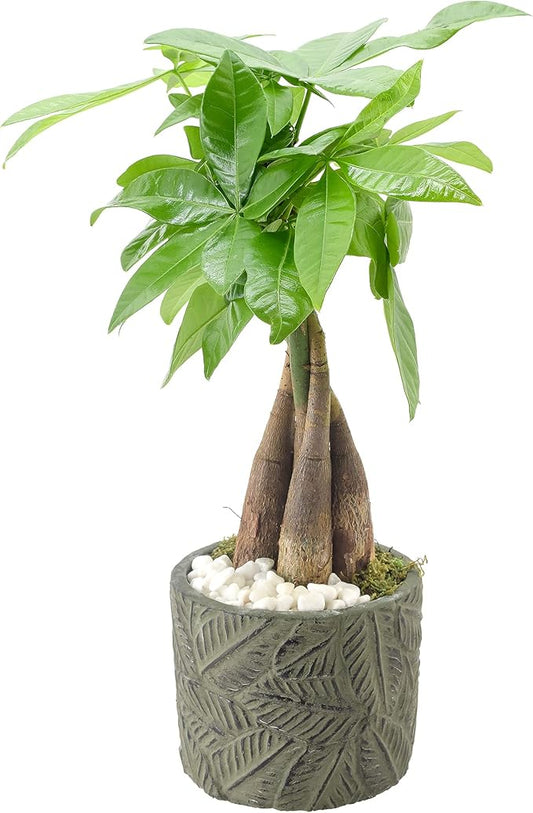 LV50 Money Tree, Live Indoor Plant in Tropico Leaf Ceramic Planter for Home, Work, or Gift, Green