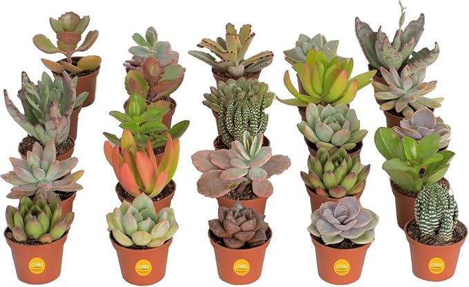 Costa Farms Mini Succulent Live Plants in Plastic Pots, Easy to Maintain Indoor Succulents, Houseplants for Home or Office Decor, Great House Warming or Party Favors, 2-3.5 Inches Tall, Pack of 25