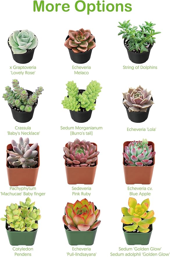 Live Succulents 'Bunny Ear Cactus' (4-inch), Succulent Plants Fully Rooted in Pots with Soil, Easy-Care House Plant for DIY, Home Office Decor, Wedding Party Favor