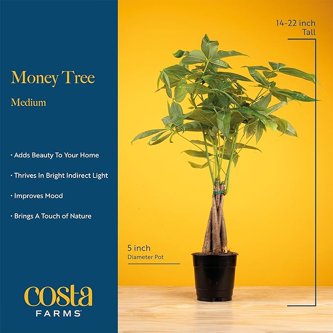 Costa Farms Money Tree Live Plant in Decorative Pot, Air Purifying, Braided Indoor Houseplant, Perfect for Home, Room, or Office Decor, Great House Warming or Birthday Gift, 12-16 Inches Tall