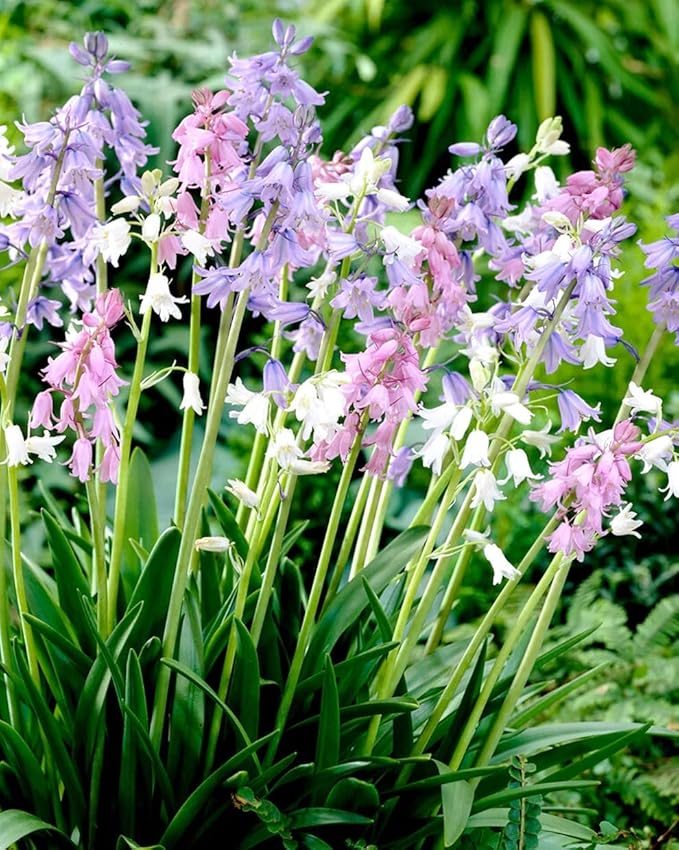 Spanish Bluebell Mixture - Perennial Spanish Bluebells (Wood Hyacinth) Bulbs for Planting | Spring Flowering Bulbs, Bell Shaped Flowers - Easy to Grow (12 Pack)