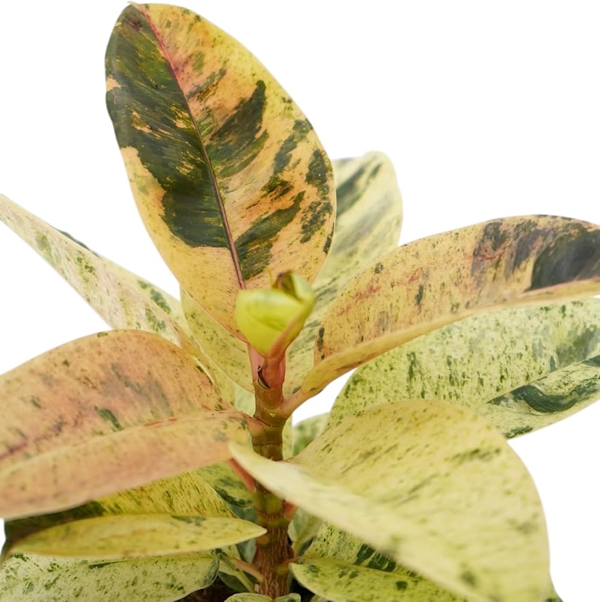 Ficus Tree Four Pack Indoor Plants Live Houseplants - Live Rubber Tree Plants Bundle Includes Ficus Burgundy, Ficus Tineke, Ficus Elastica, and Ficus Ruby