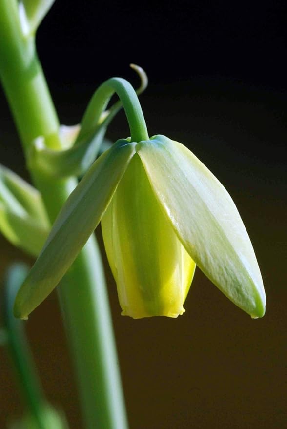 Rare Frizzle Sizzle Plant - Albuca spiralis - 2 Bulbs - Succulent House Plant