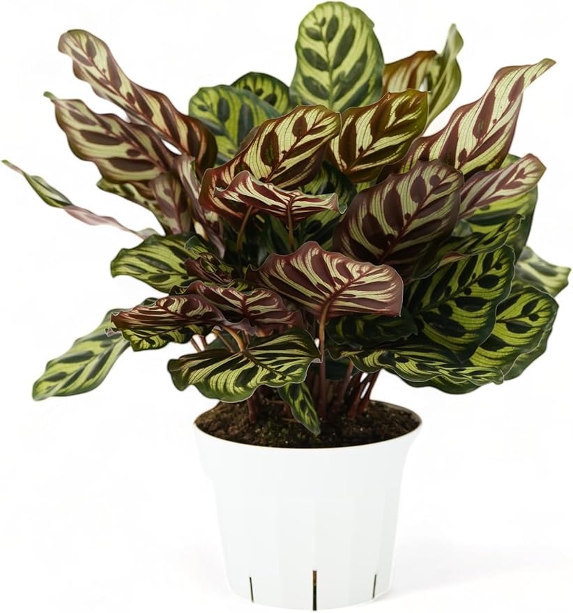 Calathea Peacock Live Plant - Air Purifier and Home Decor | Colorful Indoor Plants Live Houseplant | Calathea Makoyana | Live Plants, Air-Purifying Indoor Houseplant