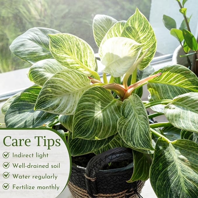 Philodendron Plant Live Exclusive Collection (4-Pack) – Rare Birkin, Gloriosum, Pink Princess & White Wizard in 2" Pot; Easy Care Indoor Plants Live Houseplants Decor for Home/Office/Garden