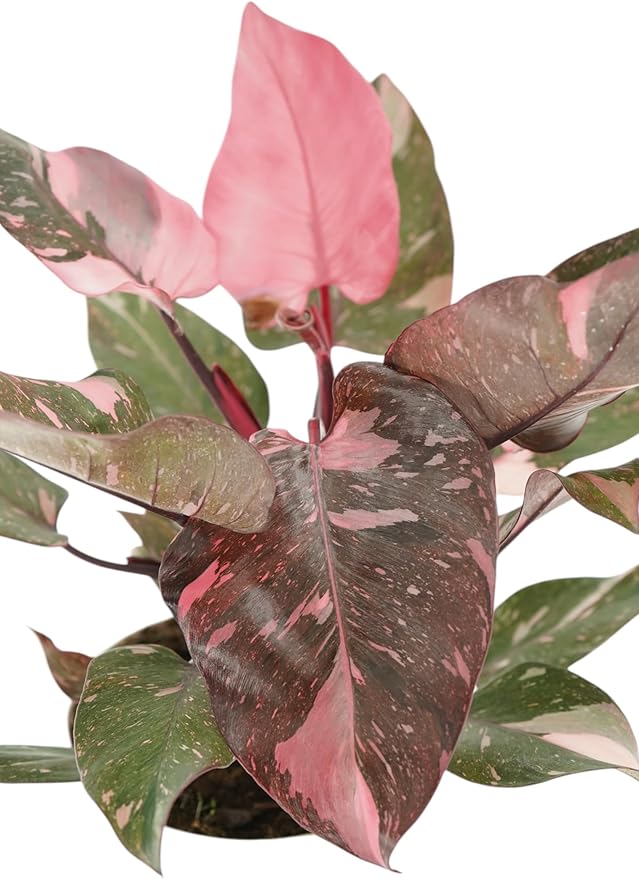 Pink Princess Philodendron Live Plant - Indoor Plants Live Houseplants - Elegant Philodendron Princess House Plant - Rare Pink Plants