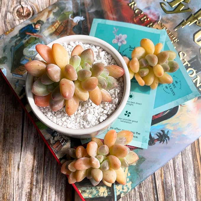 xPachyveria Elaine Rare Live Succulent Plants, 2-3 Heads 2.7" Orange, Bare Root Without Pot & Soil, Garden Indoor Office Desk Baby Shower Decoration, Friend Plant Lovers Gifts