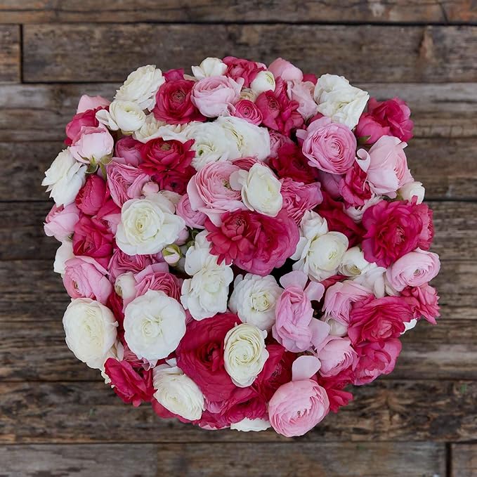 Eden Brothers Ranunculus Bulbs - Homecoming Mix