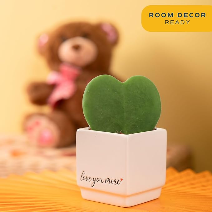 Costa Farms Hoya Heart Live Plant in Decorative Pot, Easy to Maintain Succulent Indoor Houseplant, Perfect for Home, Room, or Office Decor, Great House Warming or Birthday Gift, 5 Inches Tall